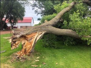 emergency tree removal service outskirts of renfrew