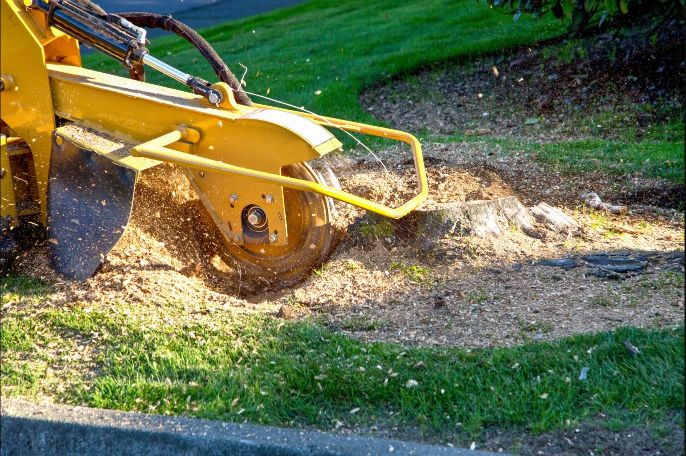 tree stump removed in renfrew