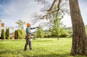 renfrew tree surgeon