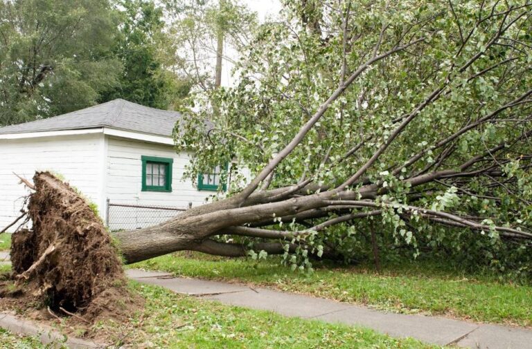 emergency tree service